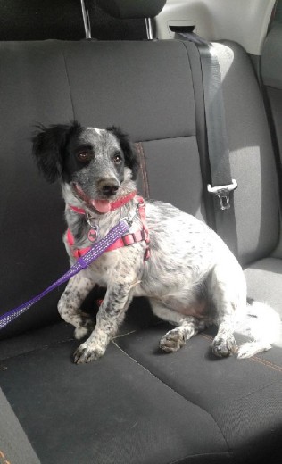 Pepa en el coche cansada después de jugar ^^.